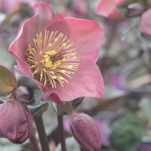 HELLEBORUS X FROSTKISS `PENNY`S PINK`