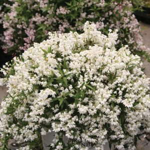 DEUTZIA `YUKI SNOWFLAKE`