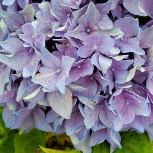 HYDRANGEA M L.D. `RHYTHMIC BLUE`