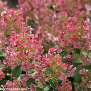 HYDRANGEA PAN. `LITTLE QUICK FIRE`