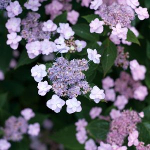 HYDRANGEA M.S. `TINY TUFF STUFF`