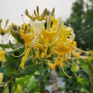LONICERA PERIC. `SCENTSATION`