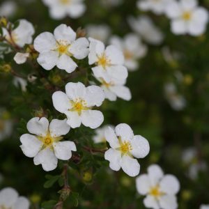 POTENTILLA FRUTICOSA HAPPY FACE `WHITE`