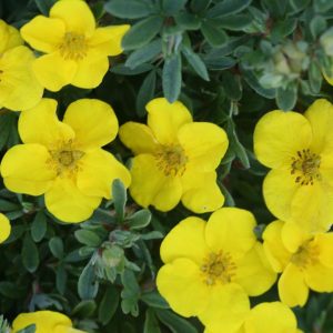 POTENTILLA FRUTICOSA HAPPY FACE (YELLOW)