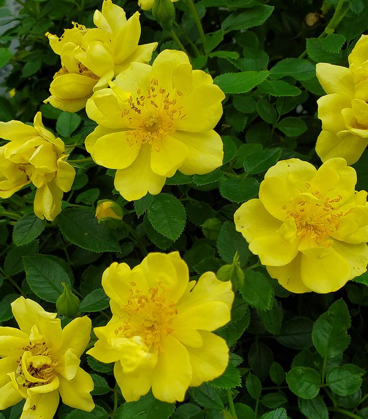 ROSA `OSO EASY LEMON ZEST`