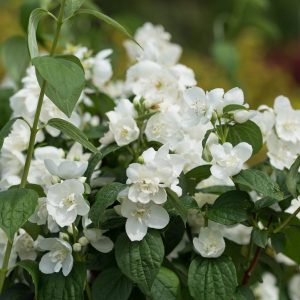 PHILADELPHUS `SNOW WHITE`