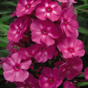 PHLOX PANICULATA `BUBBLEGUM PINK`