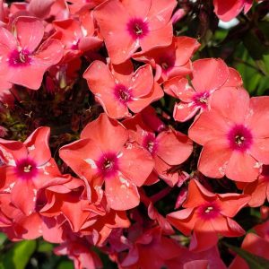 PHLOX PANICULATA `CORAL CREME DROP`