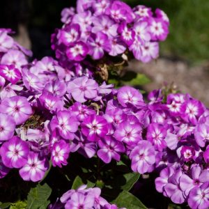 PHLOX PANICULATA `GRAPE LOLLIPOP`