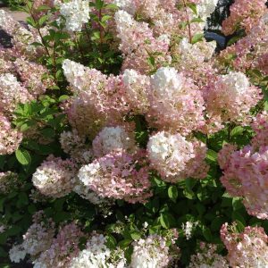 HYDRANGEA PAN. `STRAWBERRY SUNDAE`