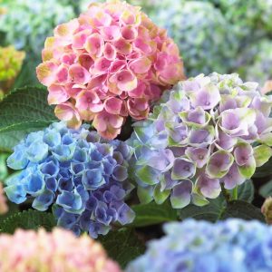 HYDRANGEA M MAGICALr REVOLUTION