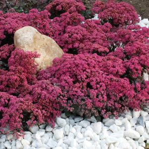 SEDUM SUN SPARKLER `DAZZLEBERRY`