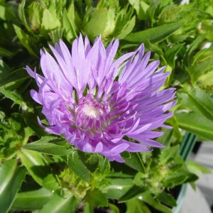 STOKESIA LAEVIS `MEL`S BLUE`