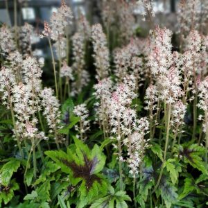 TIARELLA `SUGAR AND SPICE`