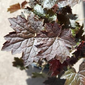 HEUCHERA `BLACKOUT`