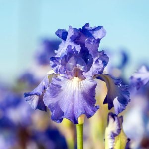 IRIS GERMANICA `VICTORIA FALLS` (BLUE)