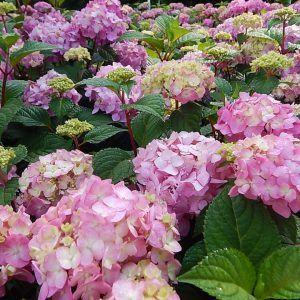 HYDRANGEA M `E.S.BLOOMSTRUCK`