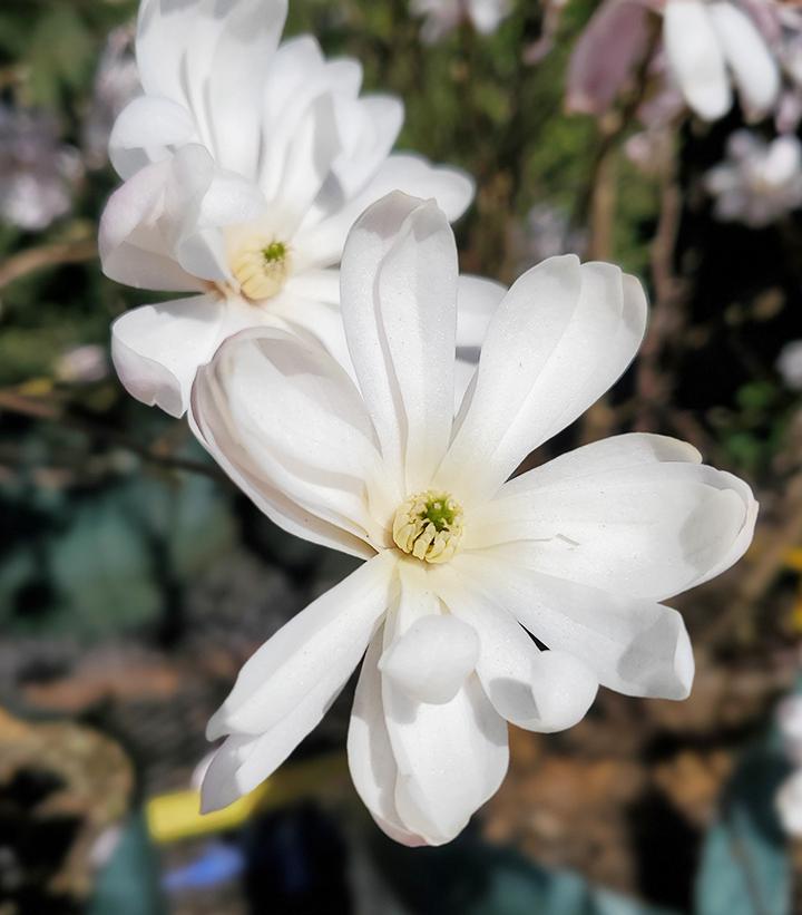 MAGNOLIA STELLATA `ROYAL STAR`