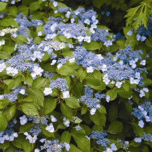 HYDRANGEA M.S. `BLUE BILLOW`