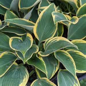 HOSTA `FIRST FROST`