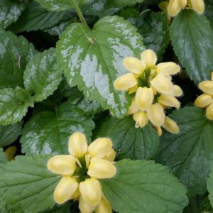 LAMIASTRUM GALEOBDOLON `VARIEGATUM`