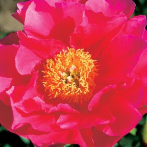 PAEONIA LACTIFLORA `PAULA FAY`