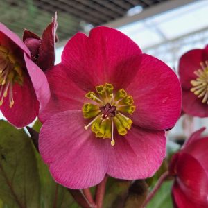 HELLEBORUS X FROSTKISS `ANNA`S RED`