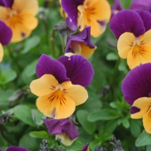 VIOLA `PENNY ORANGE JUMP-UP`
