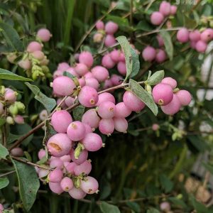 SYMPHORICARPOS X DOOR. `CANDY`