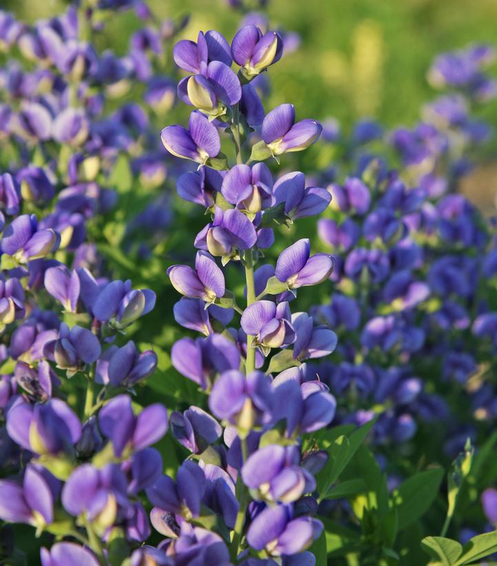 BAPTISIA DECADENCE `BLUEBERRY SUNDAE`