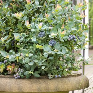 VACCINIUM `PINK ICING`