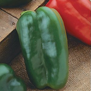 PEPPER `BIG BERTHA` (SWEET LARGE BELL)