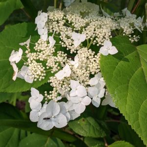 HYDRANGEA ARB. `HAAS` HALO`
