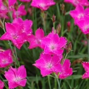 DIANTHUS `SUNFLOR KAHORI`