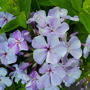 PHLOX `VOLCANO LILAC SPLASH`