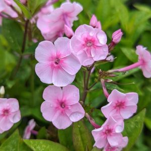 PHLOX `VOLCANO SOFT PINK/DARK EYE`