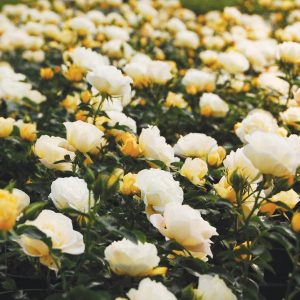 ROSA `DRIFT POPCORN`