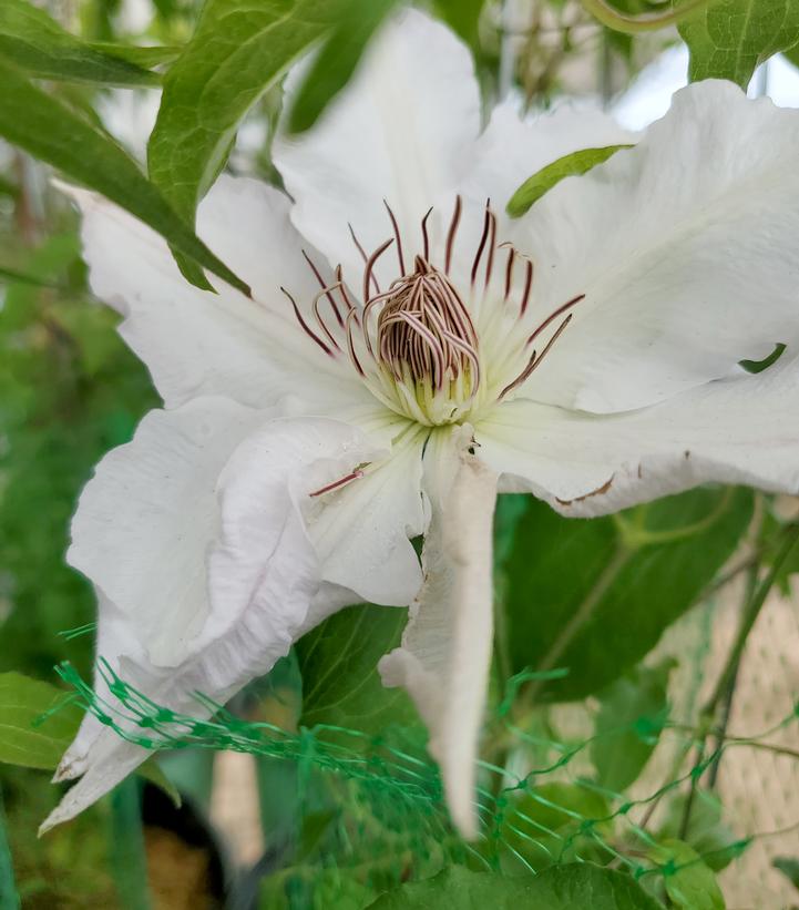 CLEMATIS `HYDE HALL`