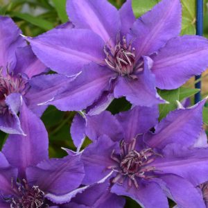 CLEMATIS `EDDA`
