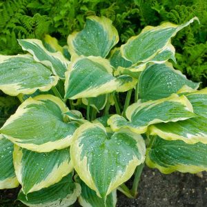 HOSTA SHADOWLAND `SEDUCER`