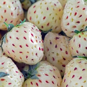 STRAWBERRY `WHITE CAROLINA`