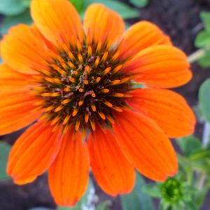 ECHINACEA SOMBRERO `ADOBE ORANGE`