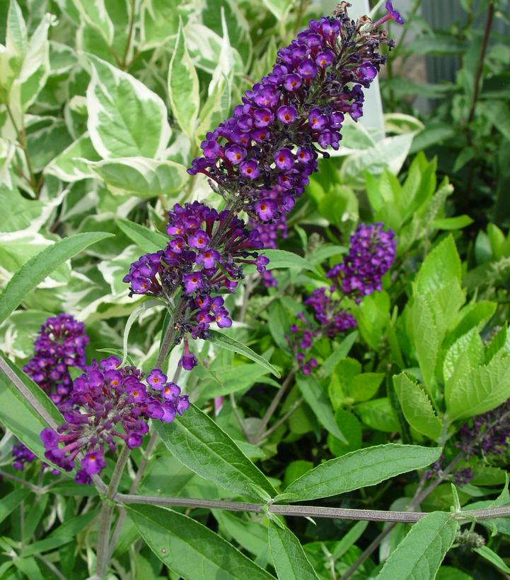 BUDDLEIA DAVIDII `BLACK KNIGHT`