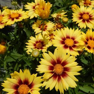 COREOPSIS LI`L BANG `ENCHANTED EVE`