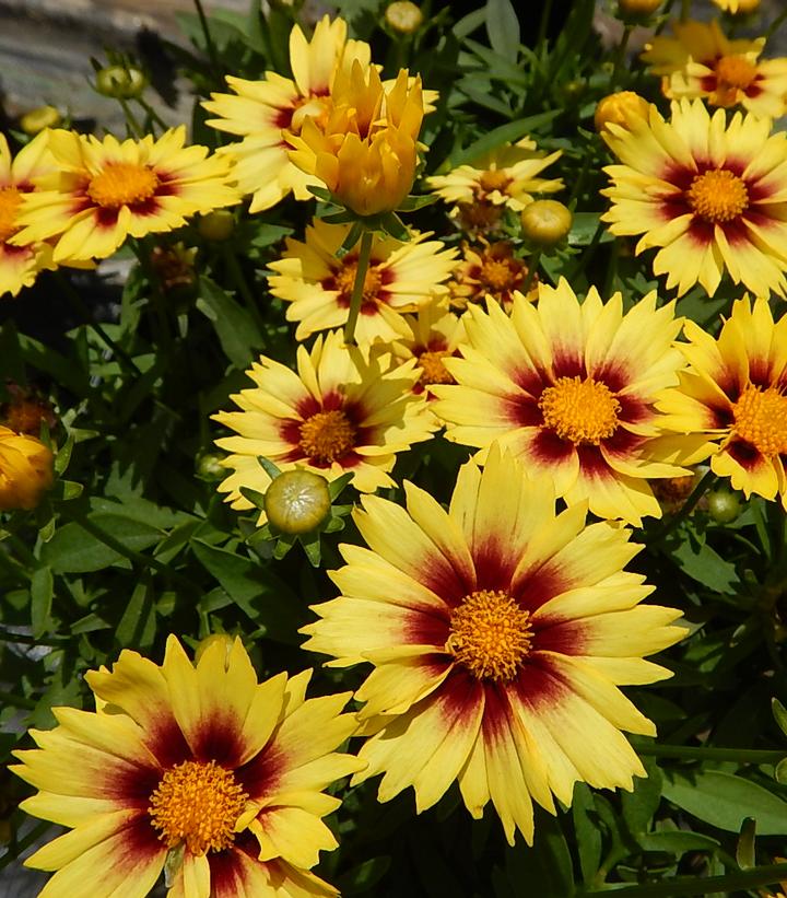 COREOPSIS LI`L BANG `ENCHANTED EVE`