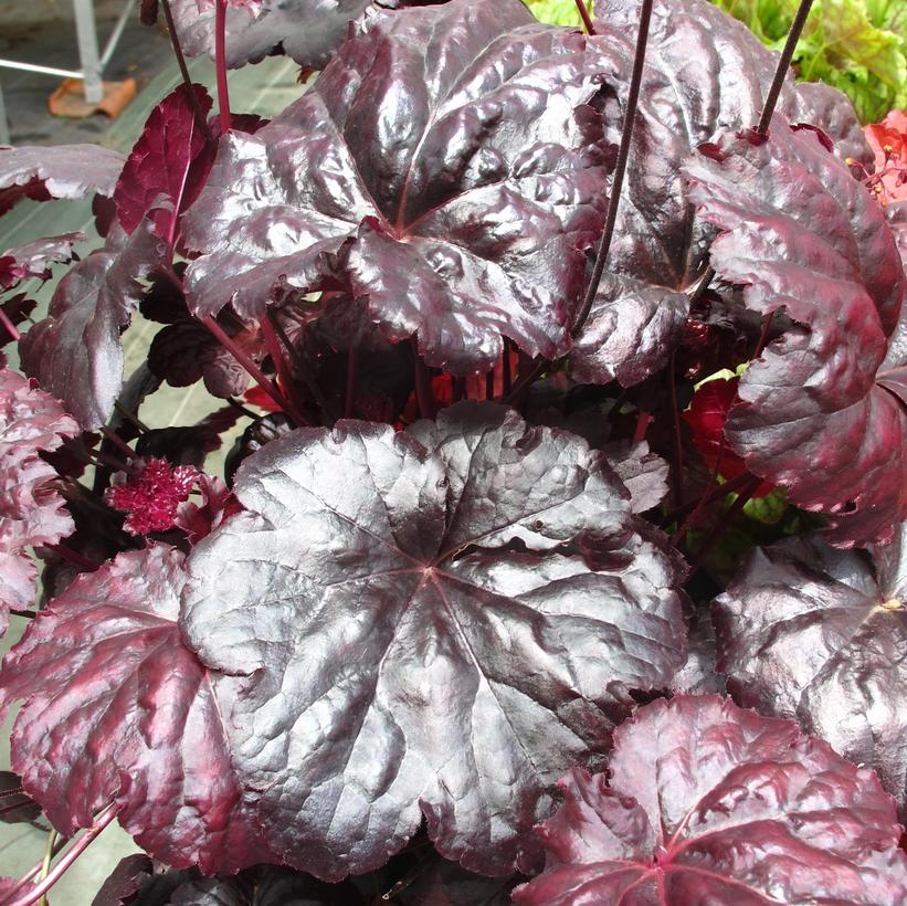 HEUCHERA `BLACK SEA`