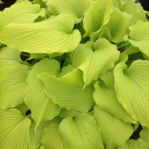 HOSTA `DANCING QUEEN`