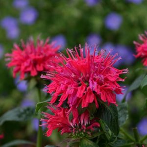 MONARDA SB `CHERRY POPS`