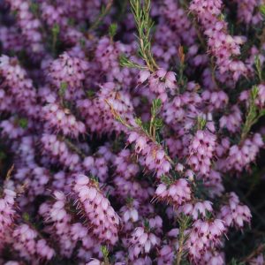 ERICA CARNEA PINK