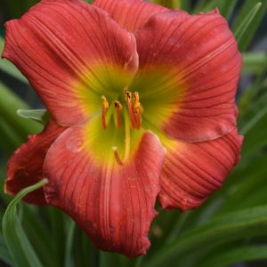 HEMEROCALLIS `RED HOT RETURNS`